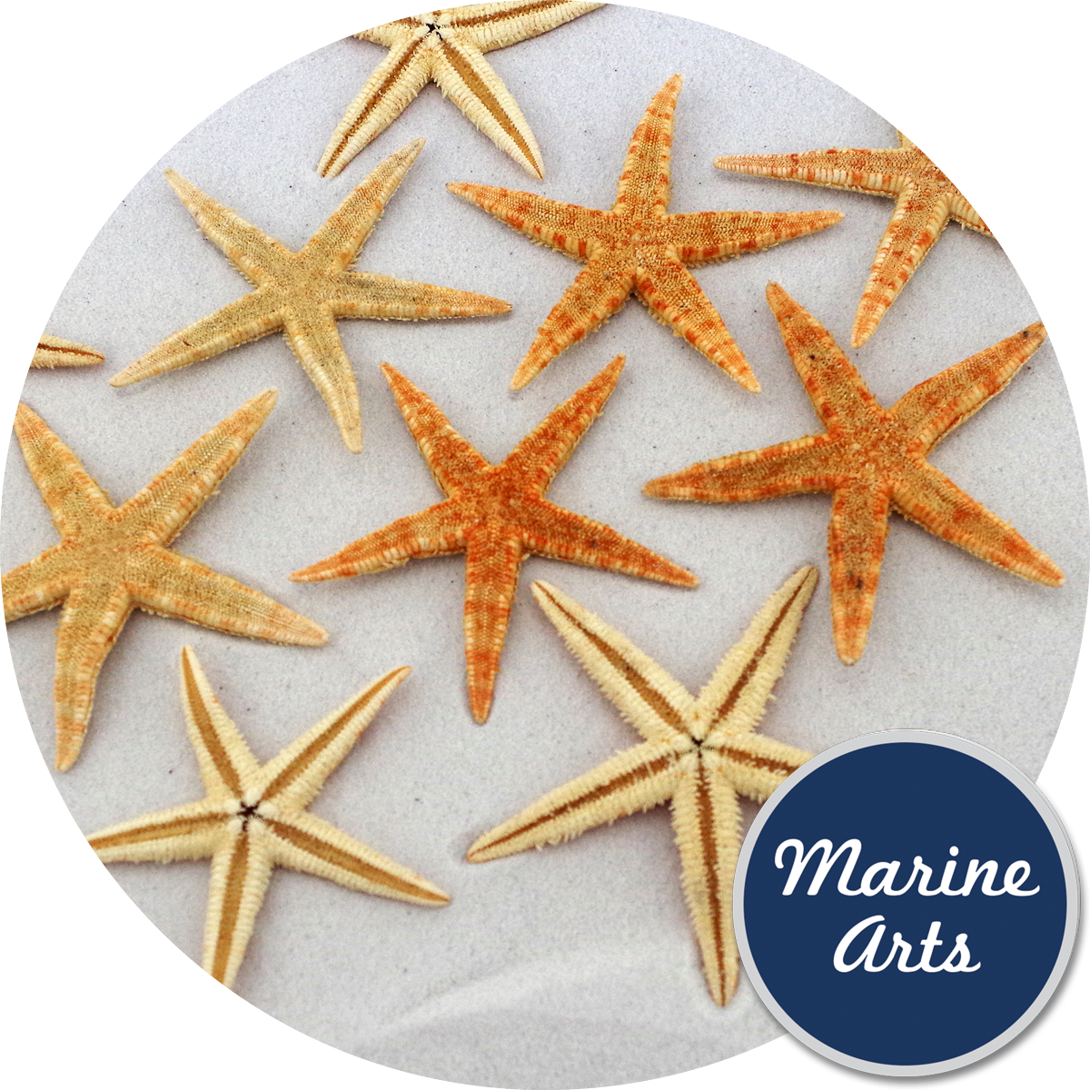 Starfish Natural Small 6-7cm, Marine Arts - Wholesale Shells