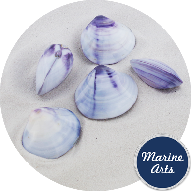 8754 - Polished Purple Clam Pair 5-6cm