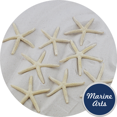 - Starfish Sun Bleached Small 7.5-10cm