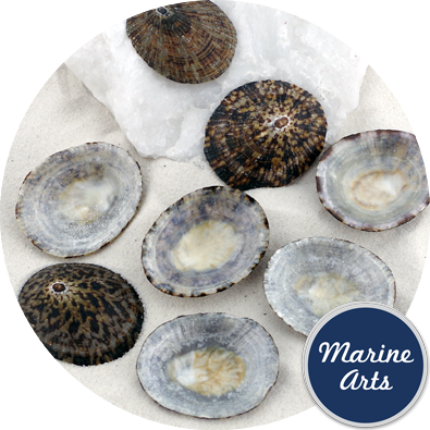 - Limpet Shells Medium