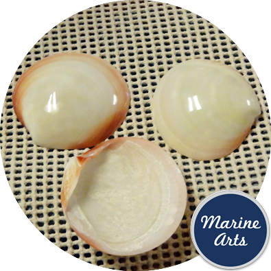 Polished Tigrina Clam 5-6cm - Unpaired