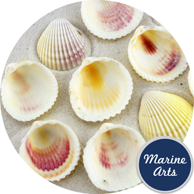 8482 - Cockle Shells - 50 Pack