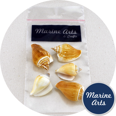 8828-P9 - Hobby & Craft Pack - Tulip Conch