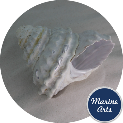 8834 - Pearl Undosa - Sea Washed