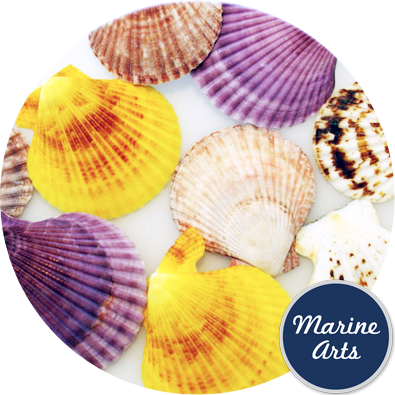 - Natural Carnival Scallop