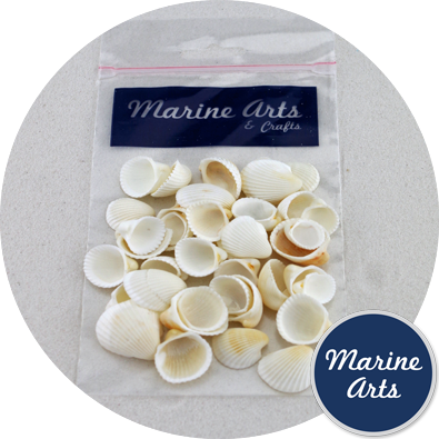 - Hobby & Craft Pack - Small White Cockle Shells