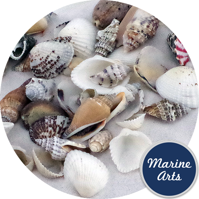 Large Seashell Assorted Ocean Bulk Mix (approx. 1 Kilogram or 2.2 lbs. 1-4  inches) Bulk Shell Mix for display, arts, crafts & collecting!