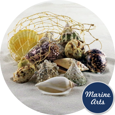 Assorted Shells - Natural Fibre Net - 500g