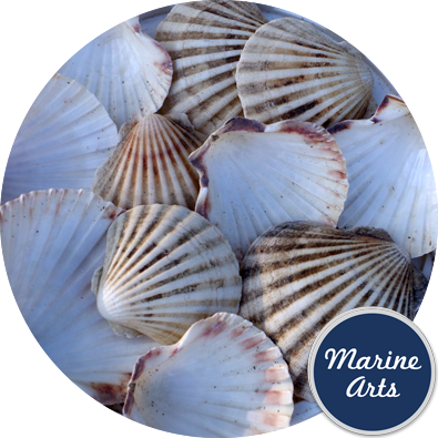 - Sea Washed - Scallop Shell Cups