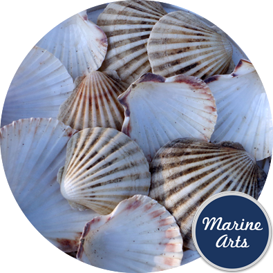 Sea Washed - Scallop Shell Cups, Marine Arts - Wholesale Shells