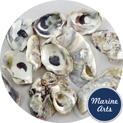 8946 - Sea Washed - Oyster Shells