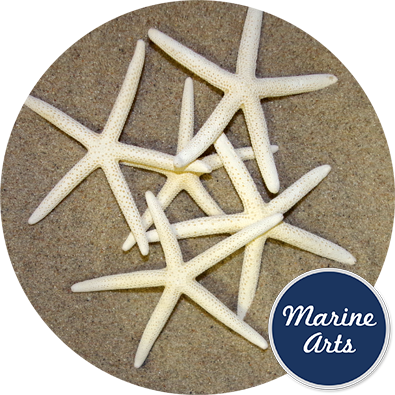8983 - Starfish Bleached Medium 10-15cm