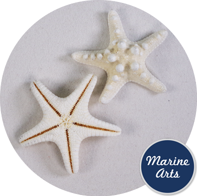 - Starfish Bleached Knobbly Medium 5-7cm