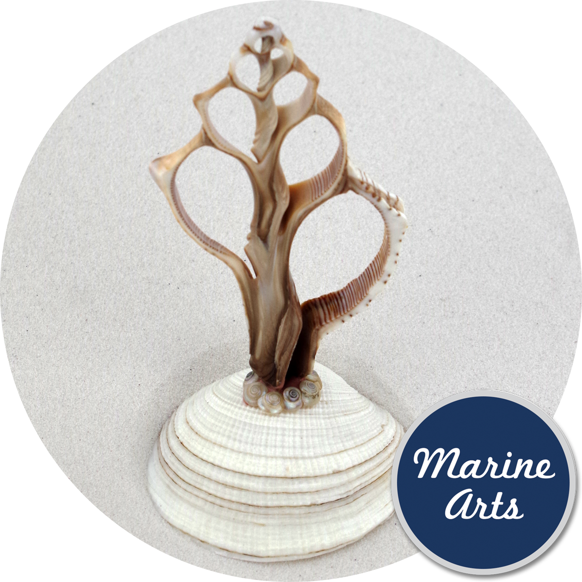 - Sliced Shell - Trapezium Coral Fan